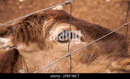 Rehe im Käfig des Zoos. Foto eines Tieres hinter einem eisernen Netz. Foto des Auges schließen Stockfoto