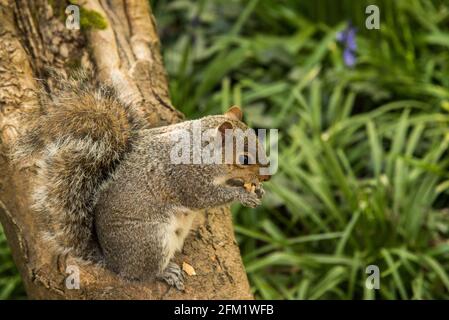 Eichhörnchen im Greenwih Park Stockfoto