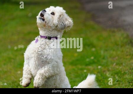 In Valley Gardens, Harrogate, stand ein weißer Shih Tzu-Hund auf seinen Hinterbeinen, um ein Eichhörnchen hoch oben in einem Baum zu beobachten, North Yorkshire, England, Großbritannien. Stockfoto