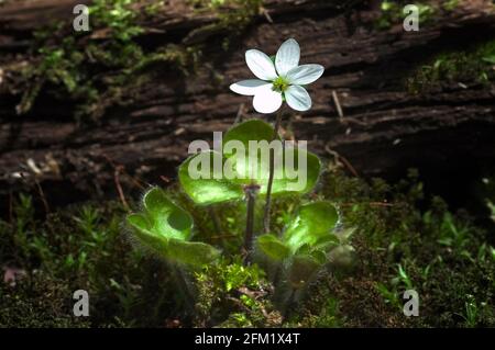 Anemon hepatica (syn. Hepatica nobilis), das gemeinsame Leberblümchen, Leberkraut,[2] Kidneywort, oder Pennywort, ist eine Art blühender Pflanze im Buttercu Stockfoto