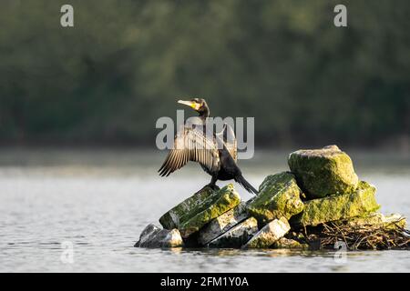 Kormoran steht auf einer Insel aus Steinen in der Mitte des Sees und trocknet Flügel in warmem, goldenem Sonnenschein-Licht aus. Stockfoto