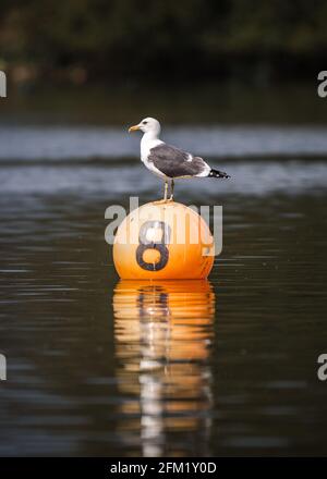 Großer, weißer Möwenvogel, der auf einer leuchtend orangefarbenen Boje steht und im See mit Wasserspiegelung schwimmt. Nummer 8 an der Seite, die den Behälter für Boote markiert. Stockfoto
