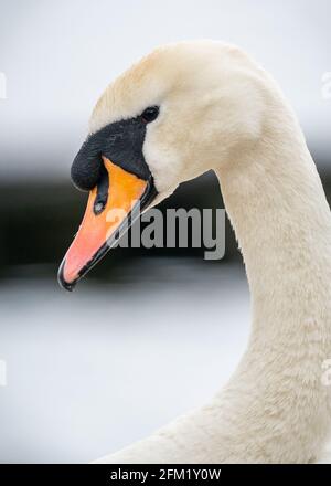 Schöne weiße stumm Schwan orange Schnabel Nahaufnahme anmutig im Freien. Majestätische Pose im Naturschutzgebiet Stausee. Stockfoto