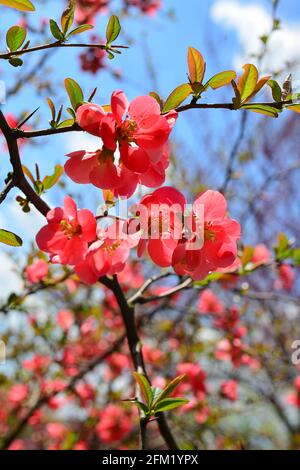 Blumen von Henomelen im Frühling im Garten. Nahaufnahme. Stockfoto