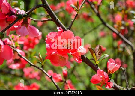 Blumen von Henomelen im Frühling im Garten. Nahaufnahme. Stockfoto