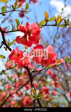 Blumen von Henomelen im Frühling im Garten. Nahaufnahme. Stockfoto