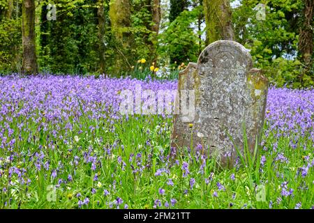 Bluebells auf dem Friedhof der St. Issell-Kirche, in der Nähe von Saundersfoot, Pembrokeshire Stockfoto