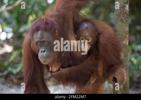 Dieser junge Orang-Utan klammert sich auf seiner Reise durch den Regenwald an seine Mutter. BORNEO: DER BRITISCHE Fotograf hat zwanzig Jahre lang geschnappt Stockfoto
