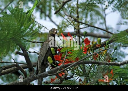 Seychellen Black Parrot - Fütterung auf Flamboyant Baum Blumen Coracopsis Nigra Barklyi Insel Praslin, Seychellen-BI003614 Stockfoto