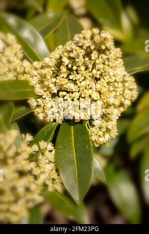 Skimmia × confusa 'Kew Green', Skimmia japonica 'Kew Green', in voller Blüte, Frühlingssonne Stockfoto