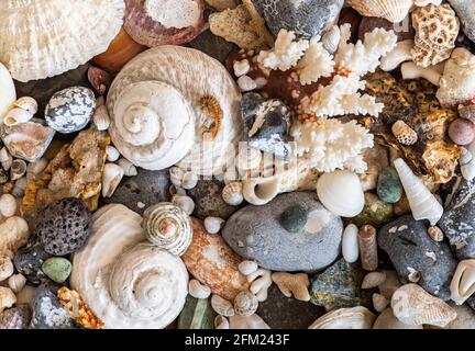 Verschiedene Muscheln und Strandsteine Hintergrund Stockfoto