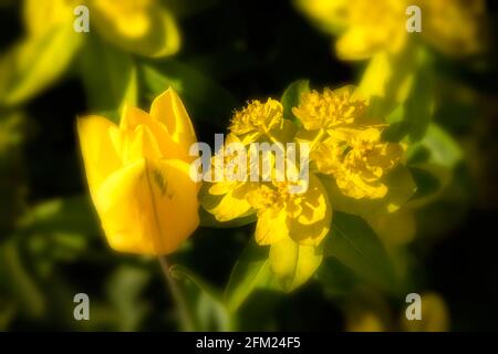 Gelbe Frühlingsblumen, Tulipa - kräftiges Gold und Epaithymoides - große, die zusammen wachsen Stockfoto