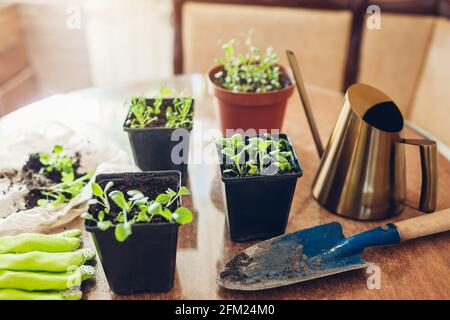 Pflanzung von Füchshandschuhen in kleinen Töpfen zu Hause. Arbeit im Frühling. Wachsende Blumen aus Samen Stockfoto