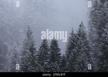 Detail eines Pinienwaldes in den Schweizer Alpen. Stockfoto