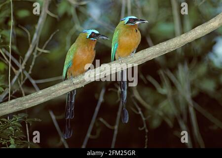 Blau gekröntes Motmot-Paar Momotus momota Tobago BI005853 Stockfoto