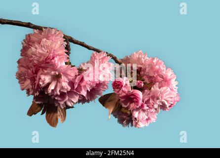 Nahaufnahme einer isolierten rosa japanischen Kirschblüte Ein blauer Hintergrund Stockfoto