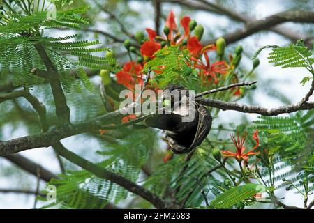 Seychellen Schwarzer Papagei - Fütterung auf Flamboyant Tree Flowers Coracopsis nigra barklyi Praslin Island, Seychellen BI005878 Stockfoto