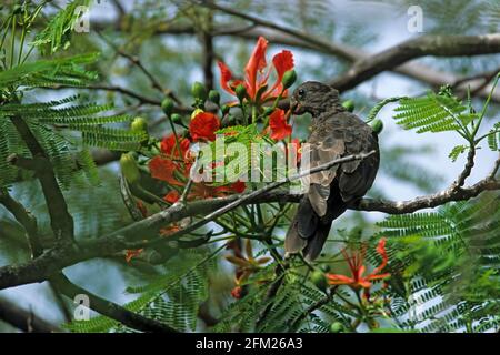 Seychellen Schwarzer Papagei - Fütterung auf Flamboyant Tree Flowers Coracopsis nigra barklyi Praslin Island, Seychellen BI005880 Stockfoto