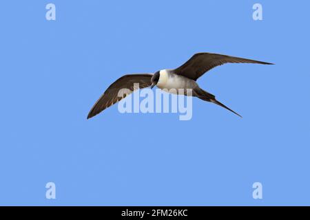 Langschwanzskua / langschwanzjäger (Stercorarius longicaudus) im Flug gegen blauen Himmel, Spitzbergen, Norwegen Stockfoto