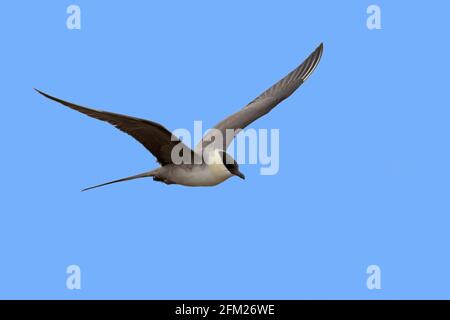 Langschwanzskua / langschwanzjäger (Stercorarius longicaudus) im Flug gegen blauen Himmel, Spitzbergen, Norwegen Stockfoto