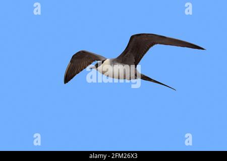 Langschwanzskua / langschwanzjäger (Stercorarius longicaudus) im Flug gegen blauen Himmel, Spitzbergen, Norwegen Stockfoto