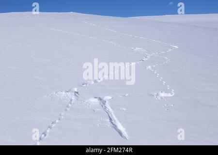 Felsenptarmigan (Lagopus muta / Lagopus mutus) Spuren/Fußabdrücke im Schnee im Winter Stockfoto