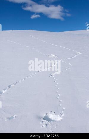 Felsenptarmigan (Lagopus muta / Lagopus mutus) Spuren/Fußabdrücke im Schnee im Winter Stockfoto