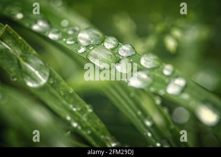 Makro von Regentropfen auf dem Gras Stockfoto