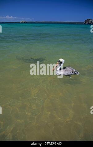 Brown Pelican - mit White Tipped Reef Shark pelecanus occidentalis urinator Bartolome Island, Galapagos BI005924 Stockfoto