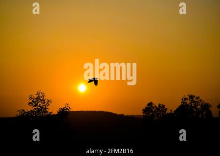 Silhouette eines Vogels, der abends am Himmel fliegt und die Sonne geht nach Westen unter. Stockfoto