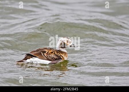 Eine weibliche Langschwanzente, Clangula hyemalis, die auf dem Wasser lappt Stockfoto