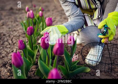 Gärtner pflücken lila Tulpen im Frühlingsgarten. Frau schneidet Blumen ab, während die Gartenschere sie im Korb pflückt Stockfoto