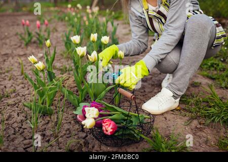 Gärtner pflücken weiße Tulpen im Frühlingsgarten. Frau schneidet Blumen ab, während die Gartenschere sie im Korb pflückt Stockfoto