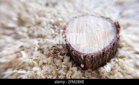 Nahaufnahme eines kleinen runden Holzstückes, mit Sägemehl und kleinen Holzfetzen. Stockfoto