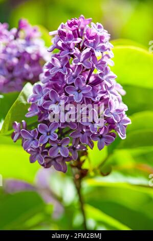 Die purpurrote Fliederbuschart Syringa Oleaceae henryi blühen im Frühling Stockfoto