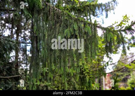 Zweig der europäischen Fichte oder Picea abies. Sorte Virgata oder Schlangenzweig Fichte Stockfoto