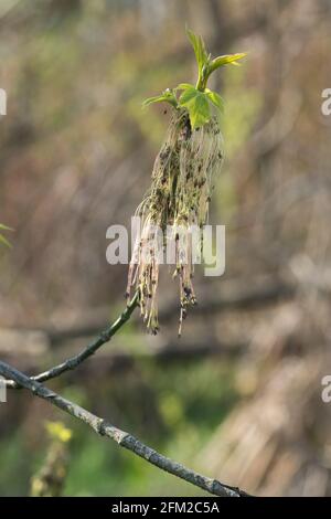 Frühling acer Negundo, Box Holder, Boxelder Ahornblumen und junge Blätter Nahaufnahme selektive Fokus Stockfoto