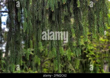 Zweig der europäischen Fichte oder Picea abies. Sorte Virgata oder Schlangenzweig Fichte Stockfoto