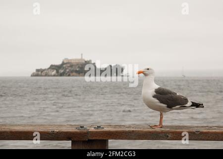 Möwe vor der berüchtigten Alcatraz Island, San Francisco, Kalifornien - Vereinigte Staaten von Amerika aka USA Stockfoto