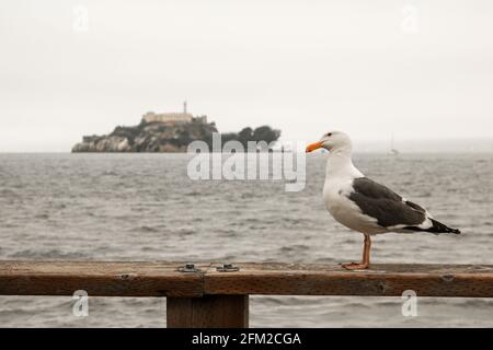 Möwe vor der berüchtigten Alcatraz Island, San Francisco, Kalifornien - Vereinigte Staaten von Amerika aka USA Stockfoto