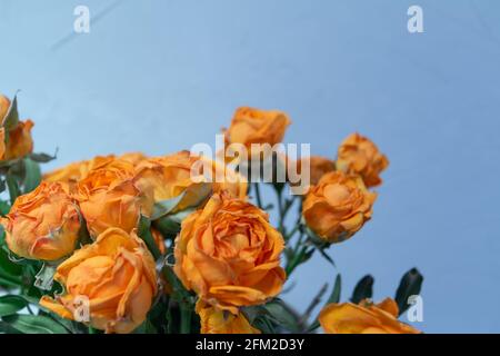 Orange Rose Blumen Blumenstrauß Hintergrund, leeren Raum für Text, Grußkarte Vorlage Stockfoto