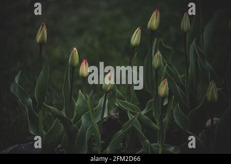 Nahaufnahme von schönen Tulpenblumen im Tulpenfeld mit unscharfen Hintergrund von bunten Tulpen im Feld. Knospen von Tulpen mit frischen grünen Blättern Stockfoto