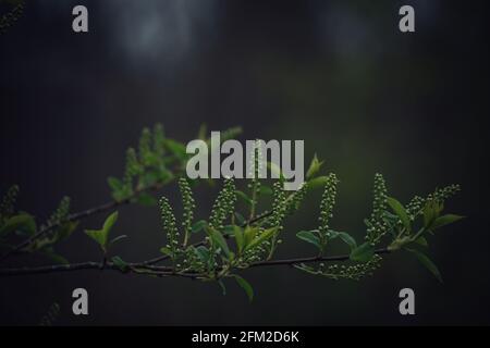 Die Knospen, die auf dem Baum Prunus padus blühen, bekannt als Vogelkirsche, Hackberry, Hagberry oder Mayday Baum. Die ersten Blumen auf den Bäumen im Frühjahr. Stockfoto