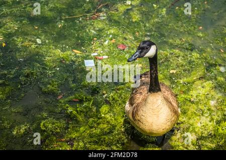 Entenschwimmen in einem verschmutzten See und Moos, Lake Merritt, San Francisco, Kalifornien - Vereinigte Staaten von Amerika aka USA Stockfoto