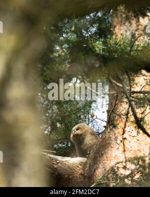 Junge Tawny Owl in einem Baum Stockfoto