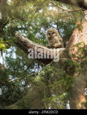 Junge Tawny Owl in einem Baum Stockfoto