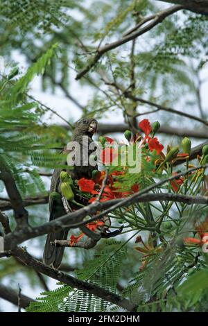 Seychellen Schwarzer Papagei Coracopsis nigra barklyi Praslin Island, Seychellen BI006404 Stockfoto