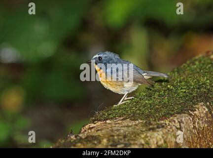 Schneebedeckter Fliegenfänger (Ficedula hyperythra sumatrana) erwachsenes Männchen auf moosiger Wand Kerinci SeblatNP, Sumatra, Indonesien Juni Stockfoto