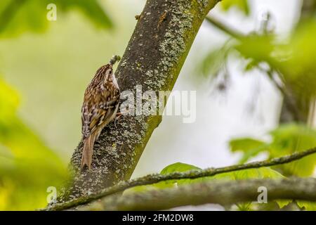 Baumkäfer (Certhia familiaris) mit Futter für die Küken Stockfoto