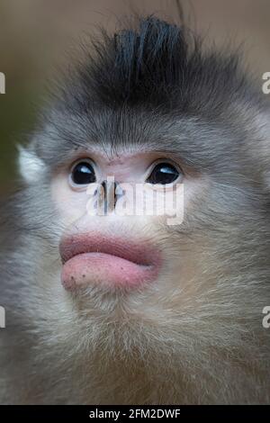 Yunnan oder Schwarzer Knabenaffe leben in großen Höhen in Yunnan, China Stockfoto